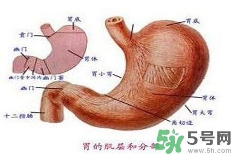 哪些食物幫你在酒后保養(yǎng)胃部？養(yǎng)胃護(hù)胃的誤區(qū)是什么？