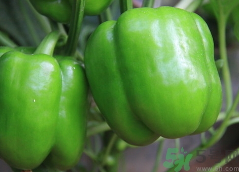 青椒可以生吃嗎?青椒能生吃嗎? 青椒可以生吃嗎?青椒能生吃嗎?