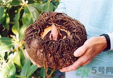 吃魔芋有什么好處?魔芋的功效與作用 吃魔芋有什么好處?魔芋的功效與作用