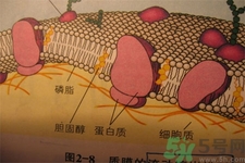 膽固醇對(duì)人體有傷害嗎？膽固醇是什么？