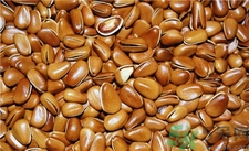 吃松子有什么好處?松子的功效與作用 吃松子有什么好處?松子的功效與作用