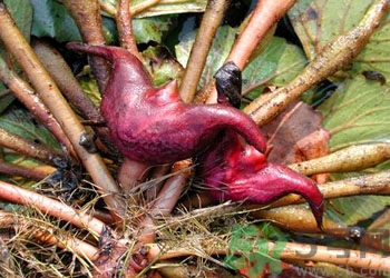 菱角是什么？菱角是什么季節(jié)成熟的？