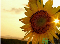  為什么立秋了還這么熱？立秋后要多久才能涼快？