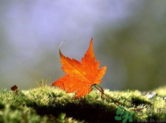  為什么立秋了還這么熱？立秋后要多久才能涼快？