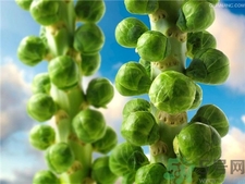 吃孢子甘藍(lán)有什么好處?孢子甘藍(lán)的功效與作用 吃孢子甘藍(lán)有什么好處?孢子甘藍(lán)的功效與作用