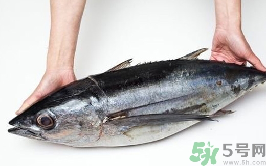 金槍魚的營養(yǎng)價值 金槍魚的功效與作用及食用方法