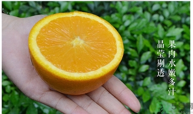 新奇士橙的功效作用 新奇士橙的營養(yǎng)價(jià)值 新奇士橙的功效作用 新奇士橙的營養(yǎng)價(jià)值