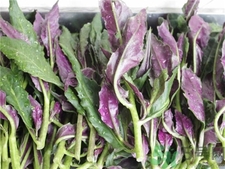 吃紫貝天葵有什么好處?紫貝天葵的功效與作用 吃紫貝天葵有什么好處?紫貝天葵的功效與作用