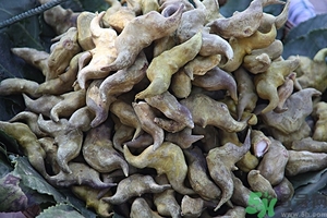 菱角是什么？菱角是什么季節(jié)成熟的？