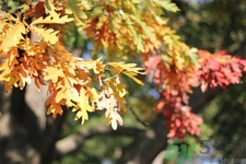 女性秋季防燥需注意哪些？女性秋季防燥吃什么？