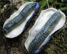 吃貓屎瓜有什么好處?貓屎瓜的功效與作用 吃貓屎瓜有什么好處?貓屎瓜的功效與作用