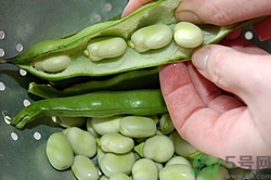 吃蠶豆有什么好處?蠶豆的功效與作用 吃蠶豆有什么好處?蠶豆的功效與作用