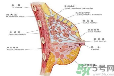 ?女性乳房下垂的原因是什么？女性乳房下垂的分類(lèi)有哪些？