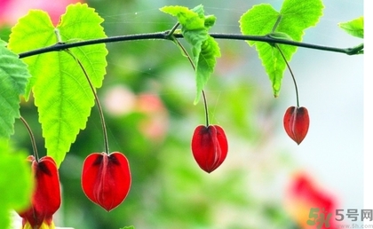 紅姑娘的功效作用 紅姑娘的營(yíng)養(yǎng)價(jià)值 紅姑娘的功效作用 紅姑娘的營(yíng)養(yǎng)價(jià)值