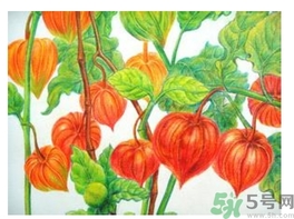 紅姑娘的功效作用 紅姑娘的營(yíng)養(yǎng)價(jià)值 紅姑娘的功效作用 紅姑娘的營(yíng)養(yǎng)價(jià)值