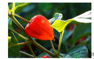 紅姑娘的功效作用 紅姑娘的營(yíng)養(yǎng)價(jià)值 紅姑娘的功效作用 紅姑娘的營(yíng)養(yǎng)價(jià)值