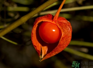 紅姑娘的功效作用 紅姑娘的營(yíng)養(yǎng)價(jià)值 紅姑娘的功效作用 紅姑娘的營(yíng)養(yǎng)價(jià)值