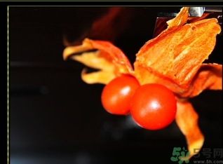 紅姑娘的功效作用 紅姑娘的營(yíng)養(yǎng)價(jià)值 紅姑娘的功效作用 紅姑娘的營(yíng)養(yǎng)價(jià)值