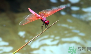 處暑如何養(yǎng)生？處暑養(yǎng)生要注意什么？