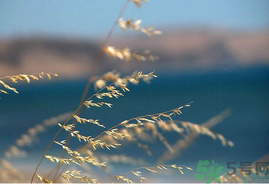 處暑如何養(yǎng)生？處暑養(yǎng)生要注意什么？