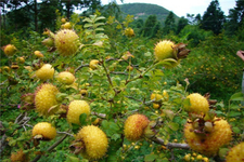 吃刺梨子有什么好處?刺梨子的功效與作用 吃刺梨子有什么好處?刺梨子的功效與作用