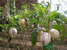 吃人參果有什么好處?人參果的功效與作用 吃人參果有什么好處?人參果的功效與作用