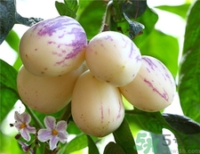 吃人參果有什么好處?人參果的功效與作用 吃人參果有什么好處?人參果的功效與作用