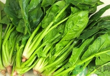 菠菜的營(yíng)養(yǎng)價(jià)值 菠菜的功效與作用及食用方法 菠菜的營(yíng)養(yǎng)價(jià)值 菠菜的功效與作用及食用方法