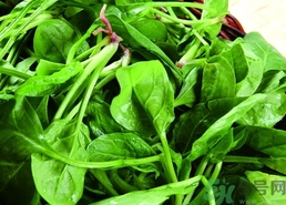 菠菜的營(yíng)養(yǎng)價(jià)值 菠菜的功效與作用及食用方法 菠菜的營(yíng)養(yǎng)價(jià)值 菠菜的功效與作用及食用方法