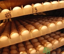 鴿子蛋是透明的嗎?鴿子蛋是什么顏色? 鴿子蛋是透明的嗎?鴿子蛋是什么顏色?