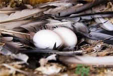 鴿子蛋是透明的嗎?鴿子蛋是什么顏色? 鴿子蛋是透明的嗎?鴿子蛋是什么顏色?