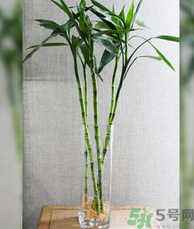 客廳放什么植物好？客廳植物選什么好？