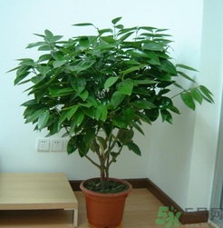 客廳放什么植物好？客廳植物選什么好？