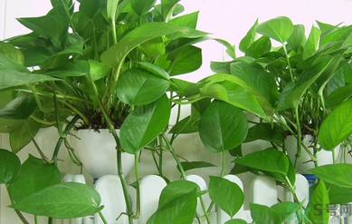 臥室放什么植物好？臥室植物放什么好？