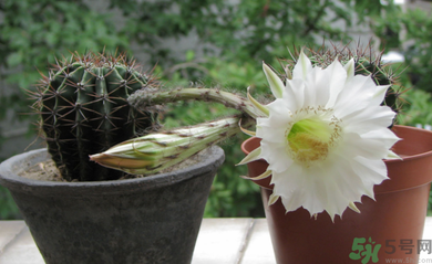 臥室放什么植物好？臥室植物放什么好？