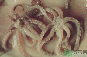 吃魷魚可以喝牛奶嗎?魷魚能和牛奶一起吃嗎? 吃魷魚可以喝牛奶嗎?魷魚能和牛奶一起吃嗎?