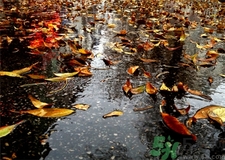 一場秋雨一場寒的意思?一場秋雨一場寒從什么時(shí)候開始? 一場秋雨一場寒的意思?一場秋雨一場寒從什么時(shí)候開始?