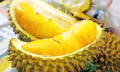 榴蓮能放冰箱嗎？榴蓮放在冰箱能保存幾天？