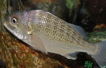 魚眼睛可以吃嗎？吃魚眼睛有什么好處？