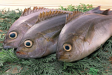 魚眼睛可以吃嗎？吃魚眼睛有什么好處？