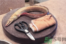 鰻魚是黃鱔嗎?鰻魚和鱔魚的區(qū)別 鰻魚是黃鱔嗎?鰻魚和鱔魚的區(qū)別