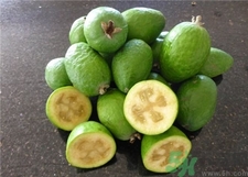 斐濟(jì)果的營(yíng)養(yǎng)價(jià)值 斐濟(jì)果的功效 斐濟(jì)果的營(yíng)養(yǎng)價(jià)值 斐濟(jì)果的功效