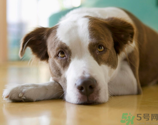 孕婦可以養(yǎng)狗嗎？養(yǎng)狗對孕婦有影響嗎？