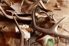 鹿角霜的藥用價值是什么？鹿角霜的功效和作用