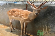 鹿角霜的藥用價值是什么？鹿角霜的功效和作用