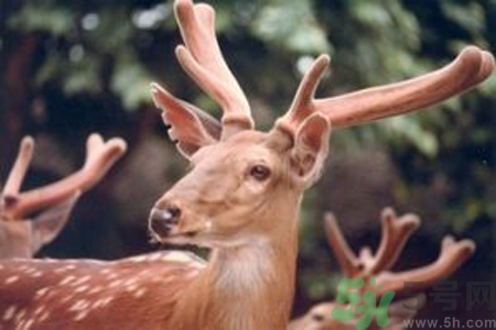 鹿角霜的藥用價值是什么？鹿角霜的功效和作用