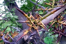 皂角刺的藥用價值是什么？皂角刺的功效與作用有哪些？