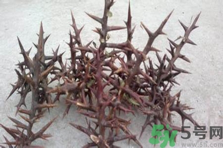 皂角刺的藥用價值是什么？皂角刺的功效與作用有哪些？