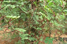 皂角刺的藥用價值是什么？皂角刺的功效與作用有哪些？