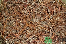 皂角刺的藥用價值是什么？皂角刺的功效與作用有哪些？